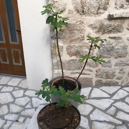 Old Town Tonka Apartman *