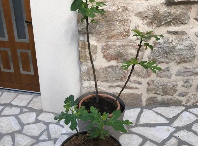 Old Town Tonka Apartment *